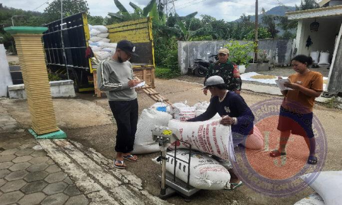 Kodim 0801/Pacitan Bersama Bulog Lakukan Penyerapan Gabah