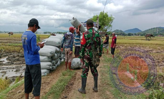 Pastikan Harga Gabah Sesuai Pemerintah, Babinsa Kodim Ponorogo Pendampingan Petani dan Bulog