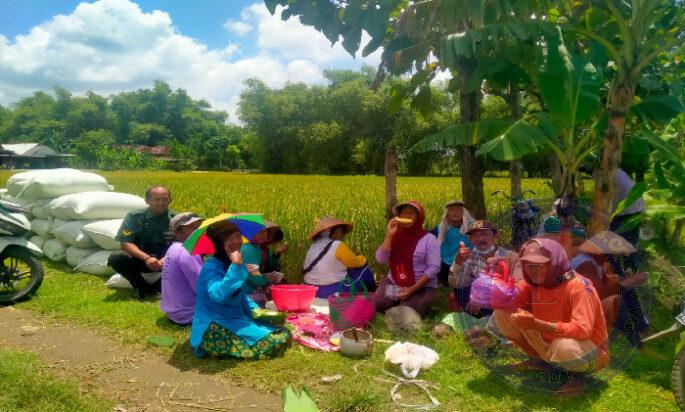 Babinsa Koramil Karangjati Komsos Sekaligus Dampingi Petani Saat Panen