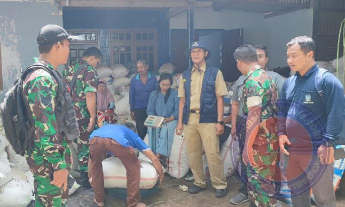 Sinergi TNI dan Petani! Babinsa Koramil 0806-11/Panggul Kawal Panen Padi Demi Ketahanan Pangan Nasional