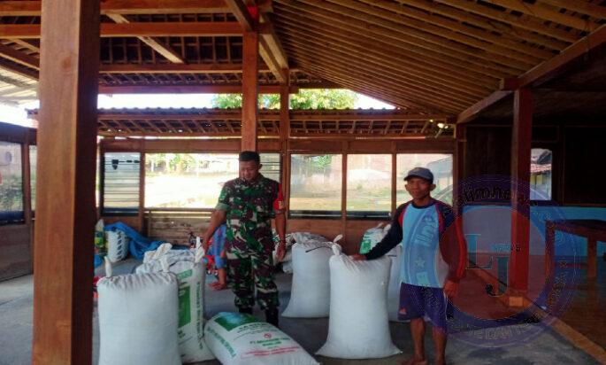 Babinsa Koramil Karanganyar Dampingi Bulog Serap Gabah Petani di Wilayah Binaan