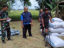 Ini Salah Satu Cara Babinsa Dukung Pemerintah dalam Penyerapan Gabah Petani