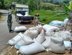 Pendampingan Sergab, Upaya Babinsa Kodim Ponorogo Tingkatkan Kesejahteraan Petani