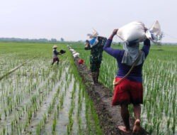 Dukung Pertanian di Wilayah, Babinsa Pangkur Terjun Ke Sawah Bantu Pemupukan Padi