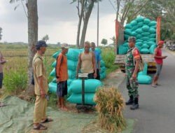 Babinsa Pos Koramil Gerih Bersama PPL Kecamatan Gerih Laksanakan Sergap Petani Di Wilayah Desa Randusongo