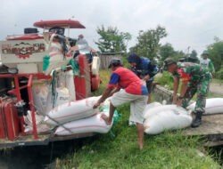 Anggota TNI Kodim Ponorogo Pendampingan Panen Padi dan Sosialisasi Sergab