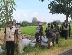 Babinsa Boyolali Jembatani Antara Petani dan Bulog Terkait Hasil Panen