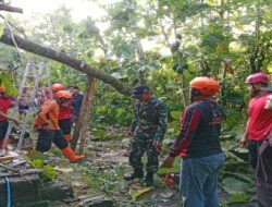 TNI-BPBD Trenggalek Sigap Evakuasi Pohon Tumbang di Desa Kerjo