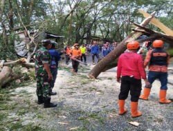 Sigap dan Tanggap! TNI-Polri Bersama BPBD Trenggalek Pulihkan Jalur Nasional dari Pohon Tumbang