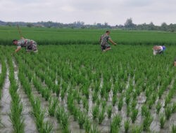 Serka Heriyanto Bantu Petani Menyiangi Rumput di Sawah
