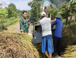 Sukseskan Sergab, Anggota TNI Kodim Ponorogo Ajak Petani Jual Gabah ke Bulog