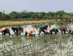 Babinsa dan Poktan Bersinergi, Sukseskan Program Tanam Padi