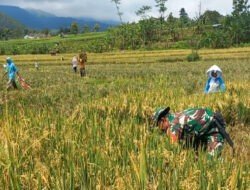 Babinsa Koramil Ngrambe Bantu Petani Panen Padi dan Dukung Program Sergap ke Bulog