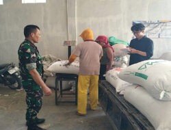 Dari Ladang ke Lumbung: TNI dan Petani Trenggalek Panen Harapan 11 Ton Gabah
