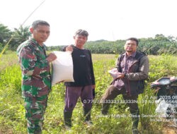 Koramil 1204-05/Noyan Menyalurkan Bibit Padi Kepada Masyarakat