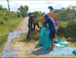 Cuaca Panas Tidak Menghalangi Babinsa Koramil Ngrambe untuk Dampingi Sergap dan Panen Padi di wilayah