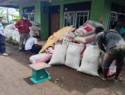 Babinsa dan Bulog Terus Mendukung Para Petani Tanpa Mengenal Waktu
