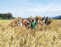 Trenggalek Siap Mengukir Sejarah: Karangsoko Jadi Lokasi Utama Panen Raya Serentak Nasional di 14 Provinsi