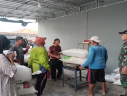 TNI Kawal Ketahanan Pangan, Babinsa Kodim 0806/Trenggalek Serap 11,33 Ton Gabah Petani ke Bulog