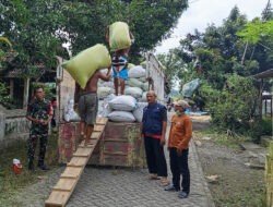 Dukung Serapan Gabah, Babinsa Posramil Pitu Turun Langsung Ke Lapangan