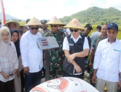 Panen Raya Trenggalek: Kolaborasi Petani dan TNI Jaga Ketahanan Pangan