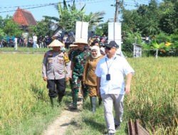 Dukung Ketahanan Pangan Kapolda Jatim Bersama Forkopimda Panen Raya Padi di Ngawi