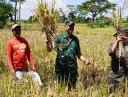 Dandim Boyolali Hadiri Vidcon Bersama Presiden RI dan Juga Panen di Desa Nepen Teras