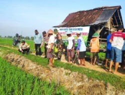 Kendalikan Hama Tikus, Babinsa dan Petani Lakukan Gropyokan