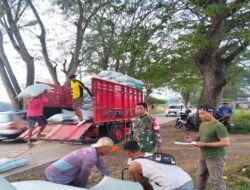 Panen Raya, Babinsa Koramil 0805/06 Kwadungan Dukung Sergap Gabah bersama Tim Bulog