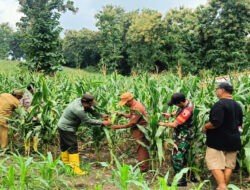 Kades Prupuh Gandeng Perhutani dan Koramil Panceng Giat Pengecekan Tanaman Jagung Program Ketapang Polres Gresik