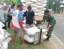 Babinsa Jadi Garda Depan Ketahanan Pangan, Kawal 10 Ton Gabah Petani Buluagung ke Bulog