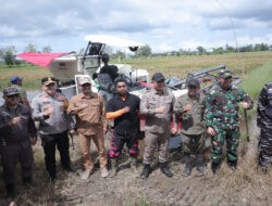 Dukung Swasembada Pangan, Kapolres Ketapang Bersama Forkopimda Hadiri Panen Raya Padi di Muara Pawan