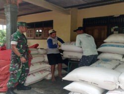Babinsa di Balik Panen: 12 Ton Gabah dari Trenggalek Mengalir ke Bulog