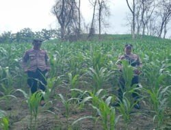 Polres Nganjuk Bersama Warga Tani Kembali Tanam Jagung Wujudkan Ketahanan Pangan Berkelanjutan