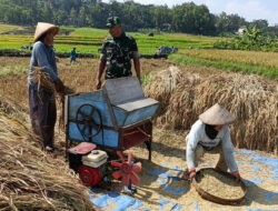 Peran Aktif Babinsa Wonosegoro Dampingi Petani