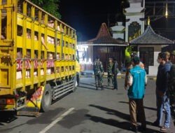 TNI Polri dan Satuan Karantina Banyuwangi Gagalkan Puluhan Babi Asal Negara Bali Tanpa Dokumen di ASDP Penyeberangan Ketapang