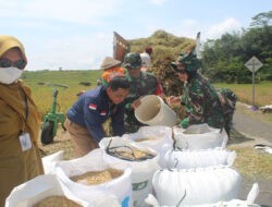 Babinsa Mojosongo Dampingi Bulog Sergab Petani Dlingo