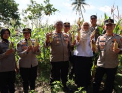 Wakapolresta Pontianak Hadiri Panen Jagung Perdana Bersama Petani dan Forkopimcam