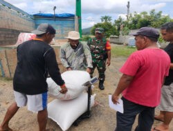 Dari Sawah ke Gudang Bulog: Babinsa Trenggalek dan Petani Satukan Langkah Jaga Ketahanan Pangan