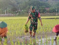 Babinsa Gamping Dampingi Petani Tanam Padi, Dukung Ketahanan Pangan Nasional