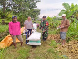 Sinergi Babinsa dalam Mendukung Penyerapan Gabah Petani di Wilayah