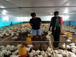 Dorong Ekonomi Masyarakat, Babinsa Karangjati Sambangi Usaha Peternakan Ayam