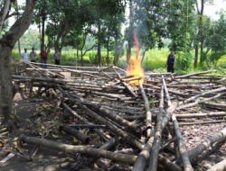Polres Pasuruan Kota Berhasil Identifikasi dan Bongkar Lokasi Sabung Ayam
