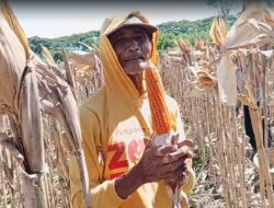 Petani di Ponorogo Puas dengan Jagung Hibrida Bhayangkara, Panen Melimpah dan Tahan Penyakit