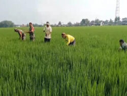 Babinsa Sukses Dampingi Petani Basmi Gulma, Tingkatkan Produktivitas Padi