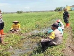 Babinsa Koramil Karangjati Bersama Bhabinkamtibmas Imbau Masyarakat Tidak Pasang Jebakan Tikus dengan Aliran Listrik