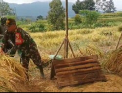Anggota TNI Kodim Ponorogo Bantu Petani Panen Padi dan Komsos Sergab