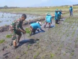 Babinsa Karanganyar bantu Petani Menanam Padi guna Meningkatkan Ketahanan Pangan