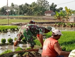 Tingkatkan Ketahanan Pangan, Babinsa Posramil Pitu Bantu Penyiapan Bibit Padi