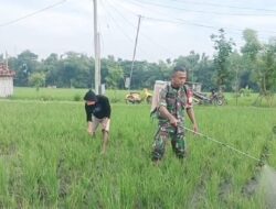Babinsa Kodim Ponorogo Bantu Petani Semprot Tanaman Padi